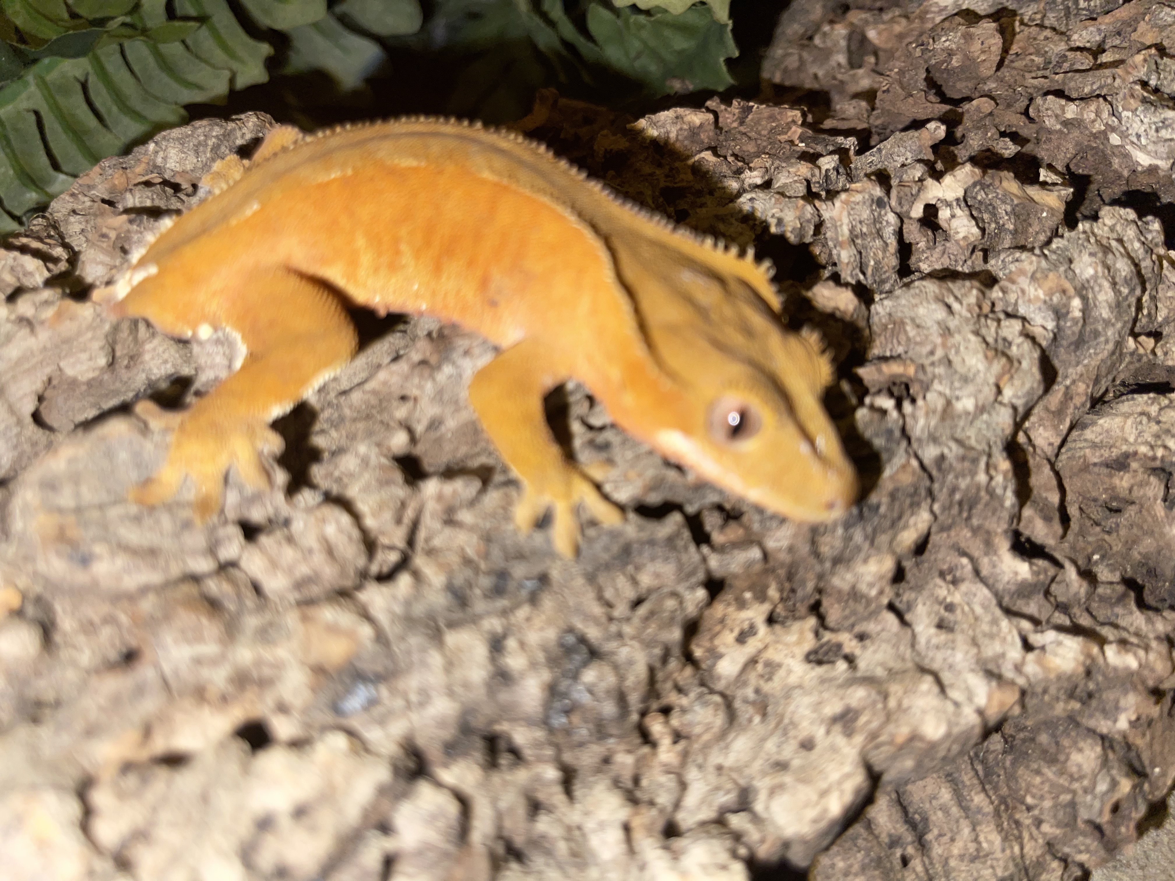 Red Crested Gecko by Taylor exotics