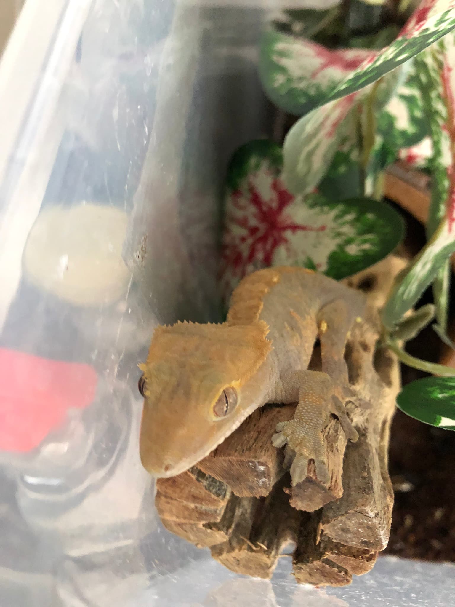 Crested gecko hot sale petsmart