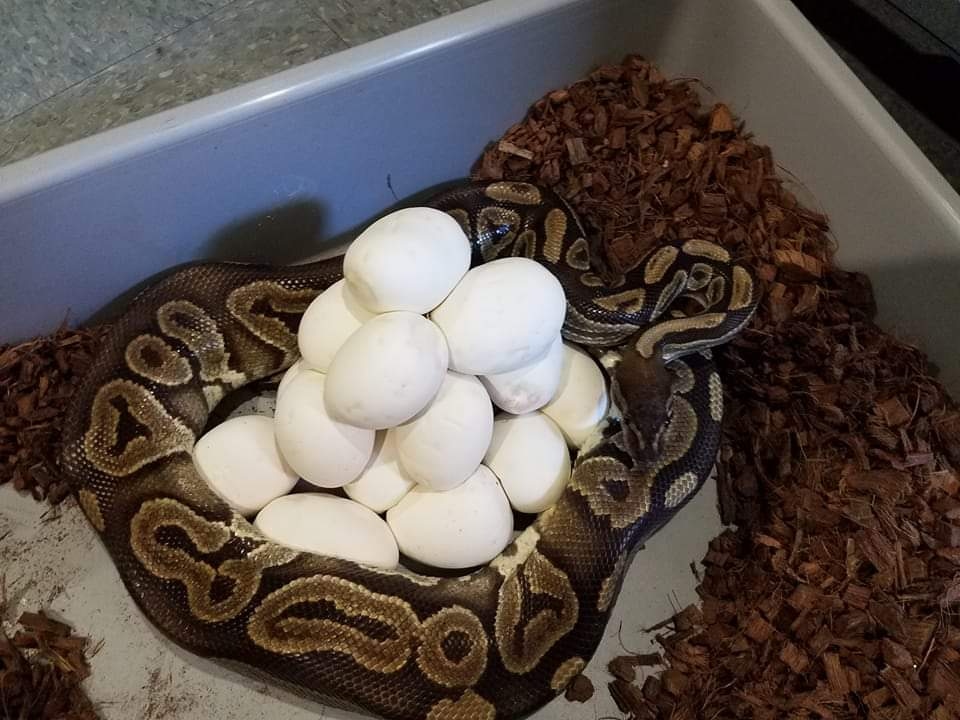 Black Pastel Ball Python by Juggernaut Reptiles