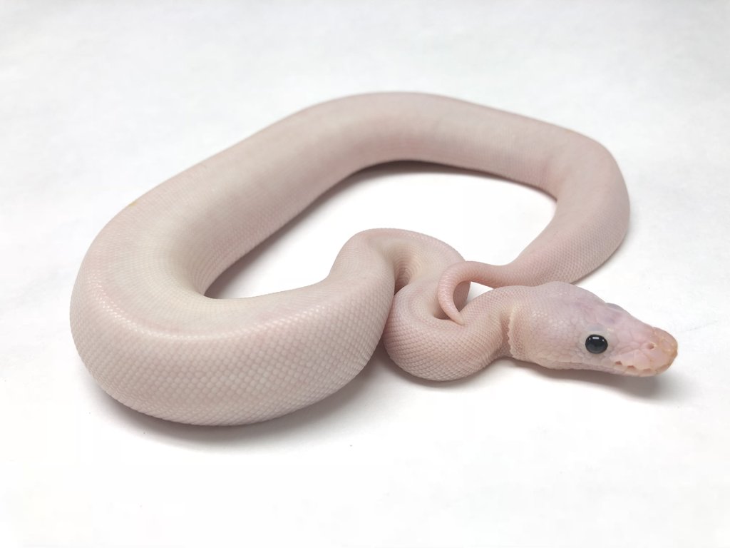 Super Flame Ball Python by BHB Reptiles