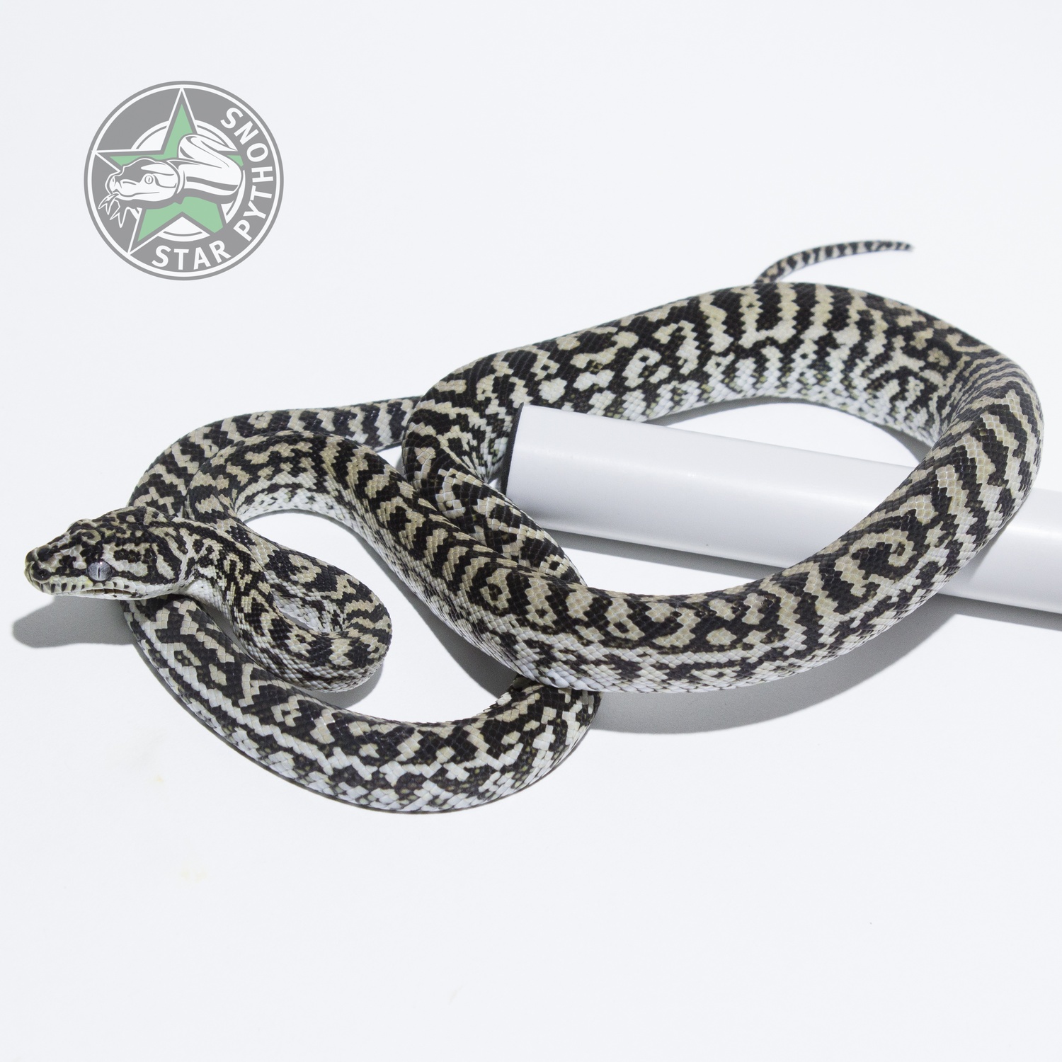 Axanthic Zebra Other Carpet Python by StarPythons Inc.