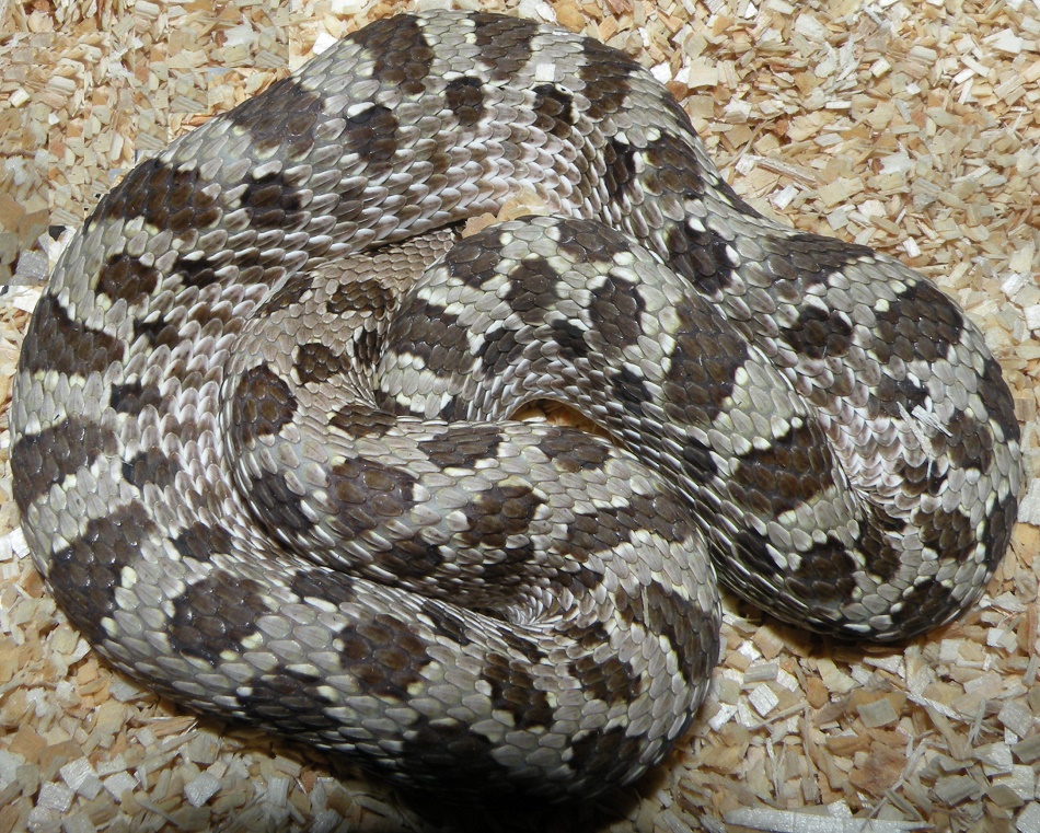 Shadow Western Hognose by Coldblooded Novelties