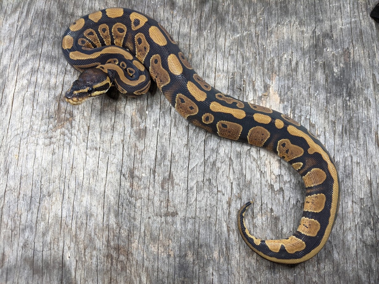 Arroyo Ball Python by Snowgyre Reptiles