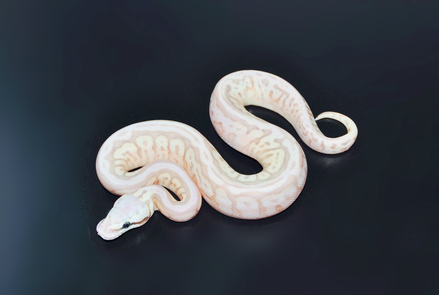Killer Queen Bee Enchi Yellow Belly Leopard Ghost Ball Python by Marki Reptiles