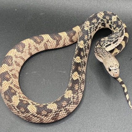 Pine snake