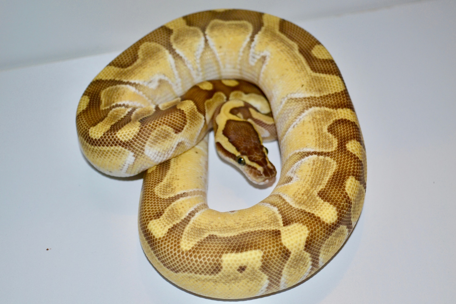 Enchi Butter Melt Ball Python by Big Play Reptiles