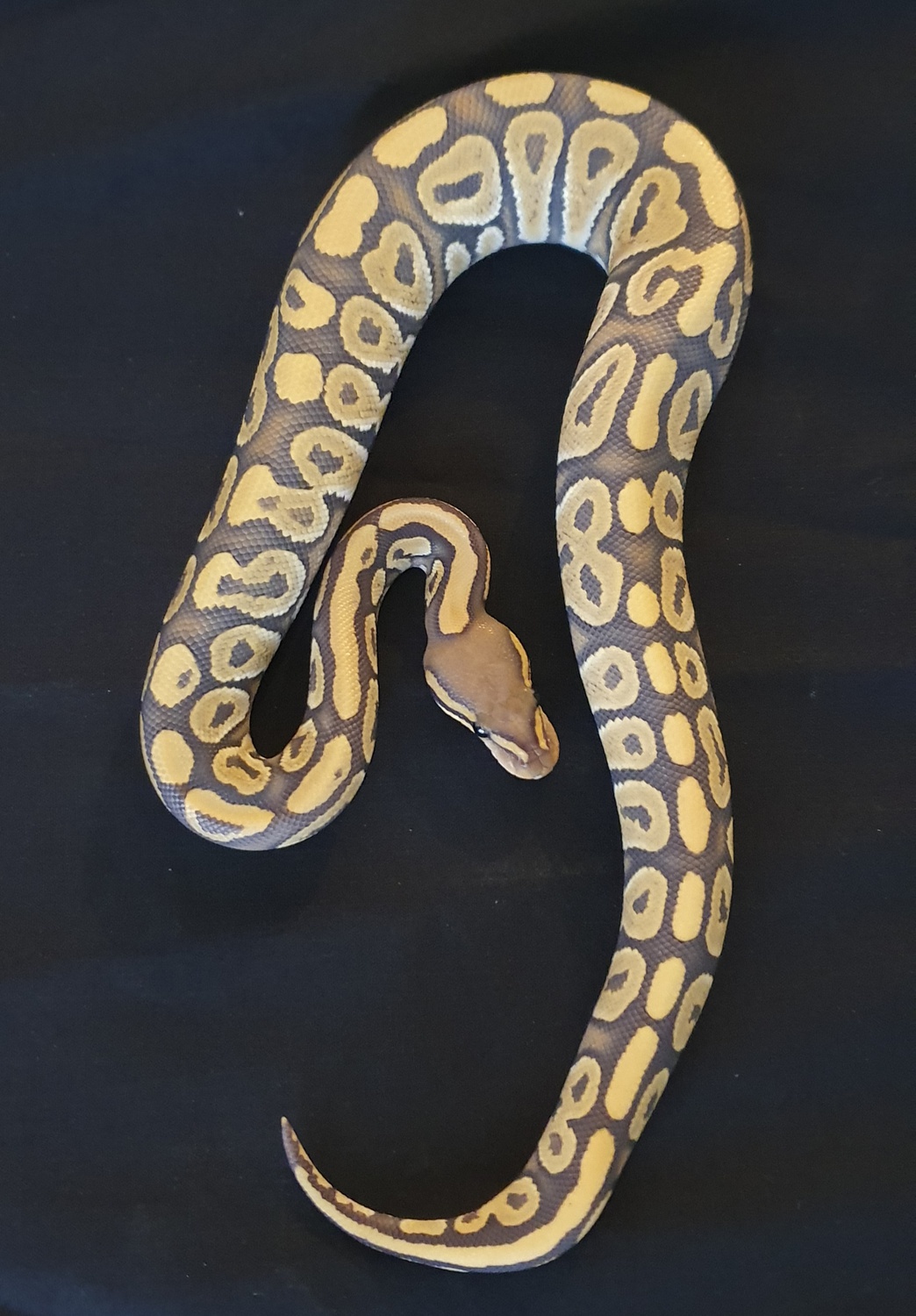 Phantom Ghost Red And Ringer Ball Python by Ace Royals
