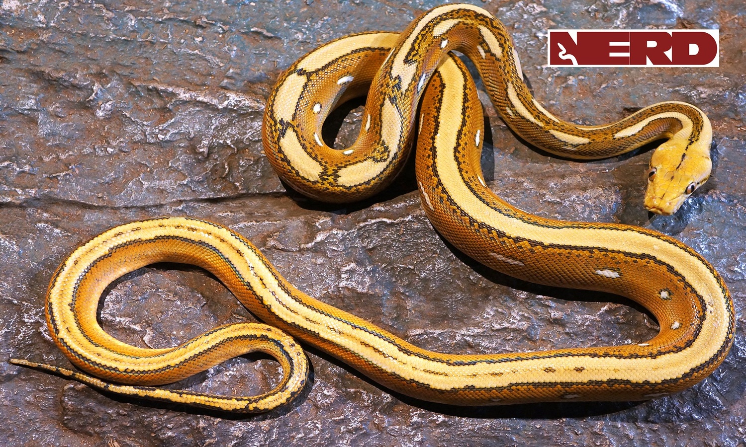 Orange Ghost Stripe Paradox Calico Reticulated Python by New England Reptile Distributors