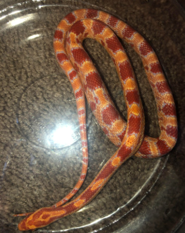 I made my corn snake from perler beads : r/cornsnakes