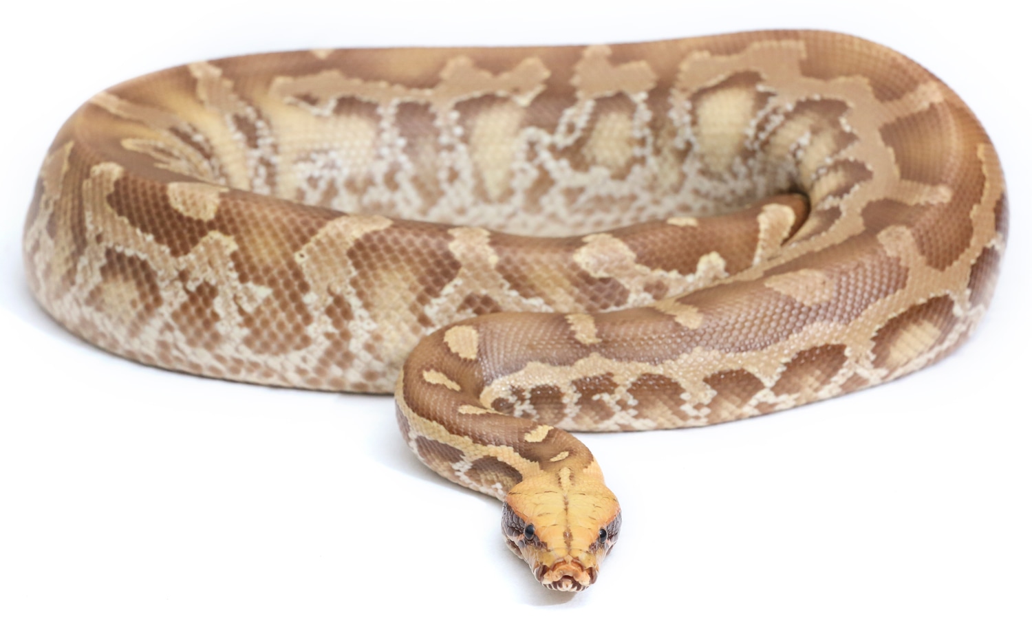 Visual Caramel Albino & Het Sumatran Short-tailed Python by West Ridge Reptiles