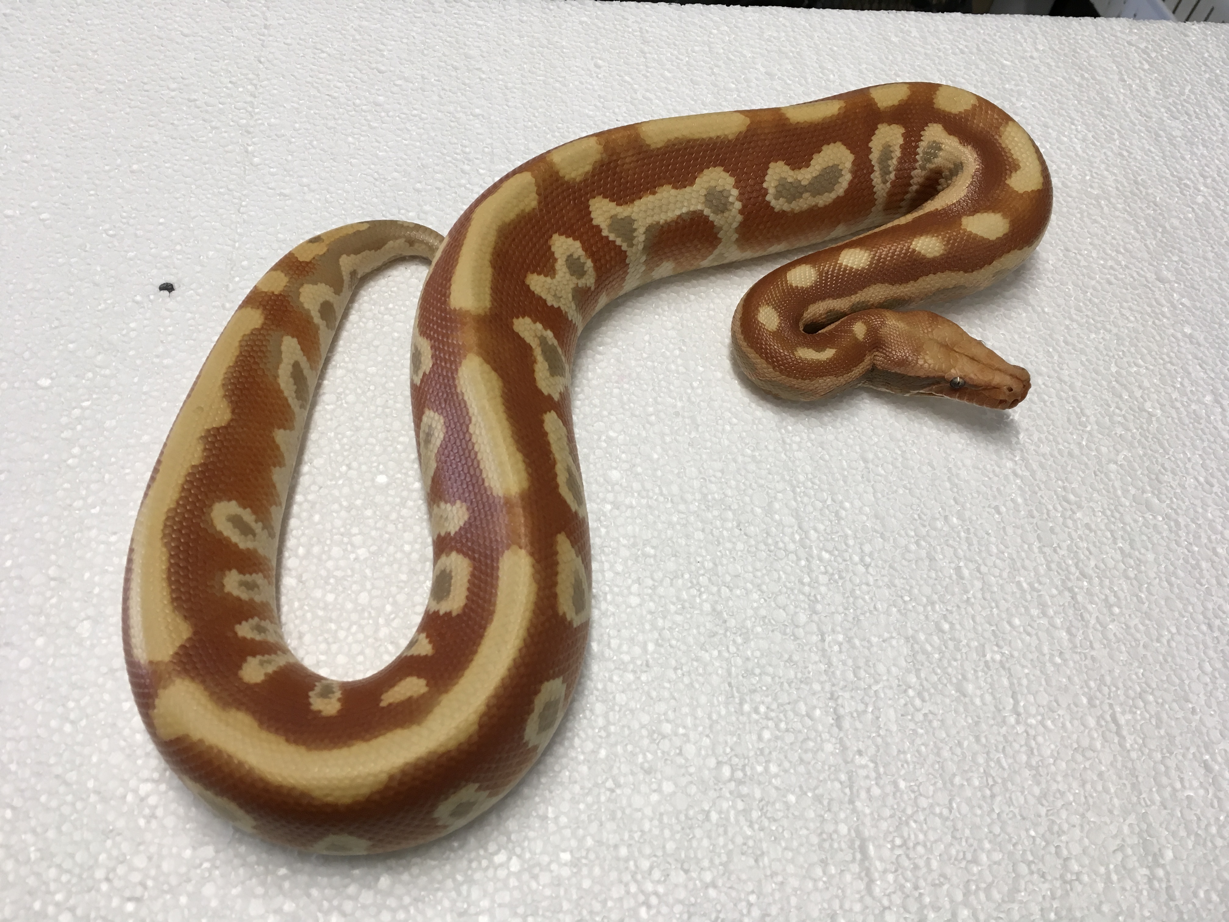 T+ Albino Blood Python by Giantkeeper Reptiles