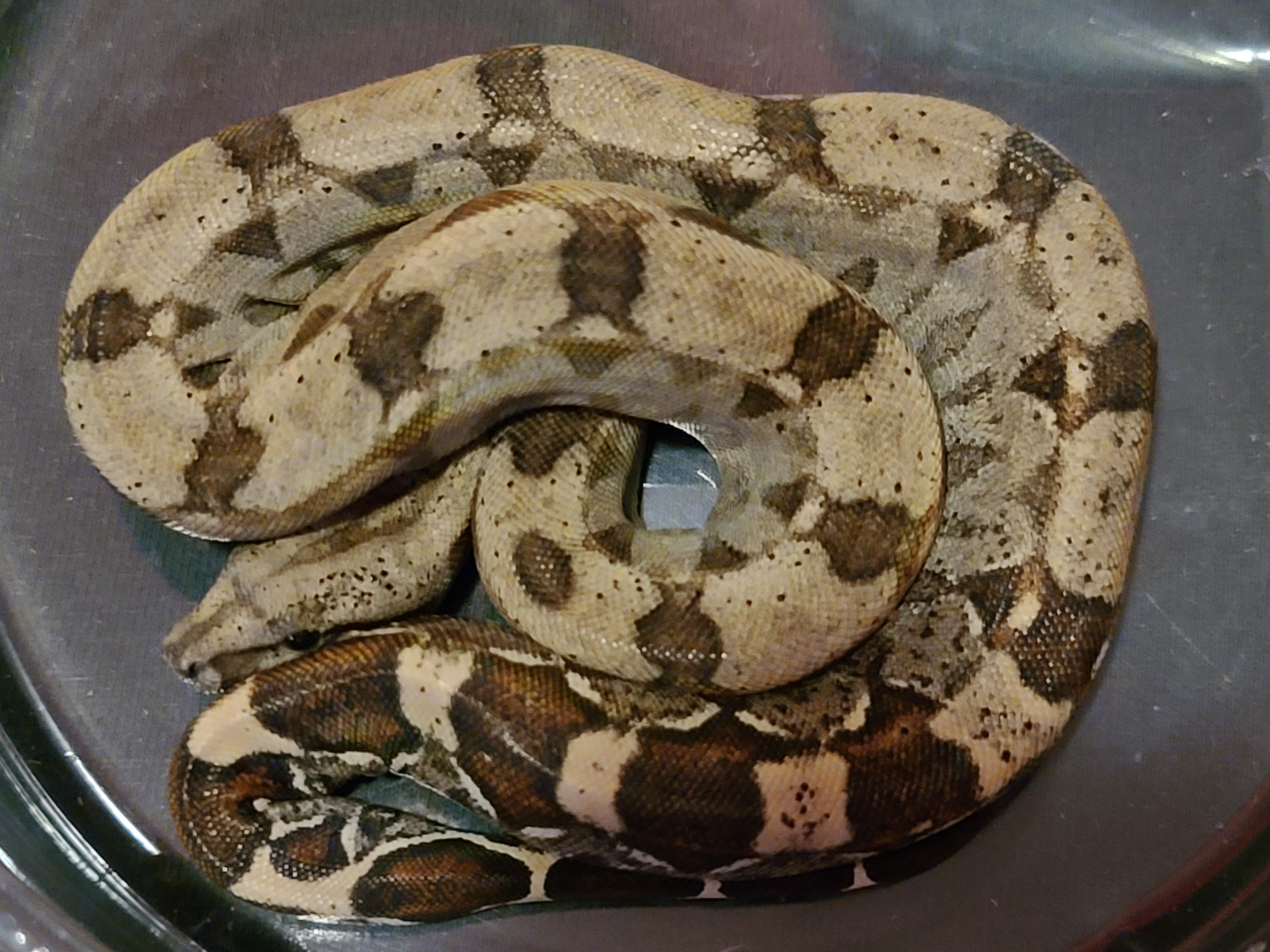 RLT Boa Constrictor by Extraordinary Ectotherms