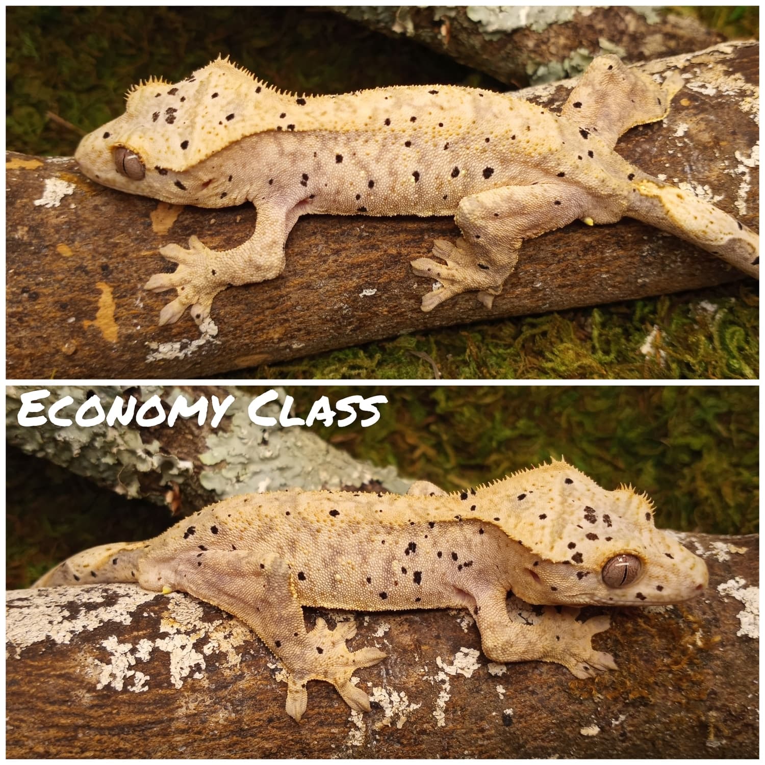 Male Dalmatian Crested Gecko by Rilwater Reptiles