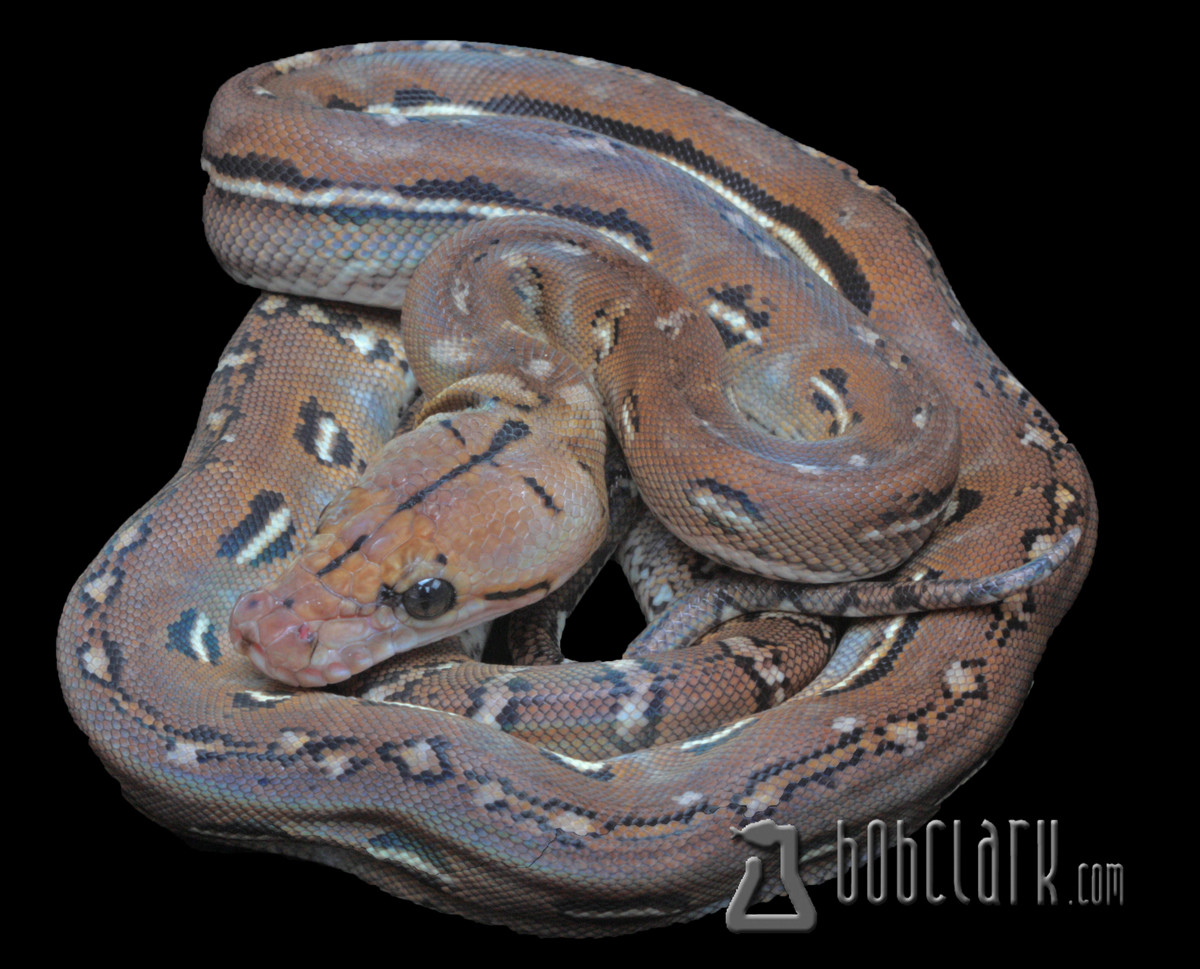 Anthrax Reticulated Python by Bob Clark Reptiles