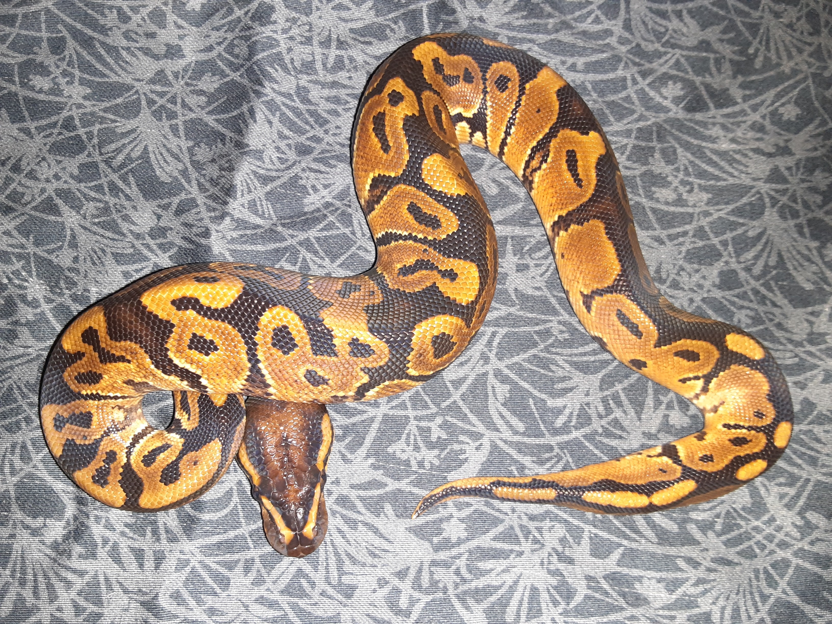 Shatter Ball Python by Canyon Country Reptiles