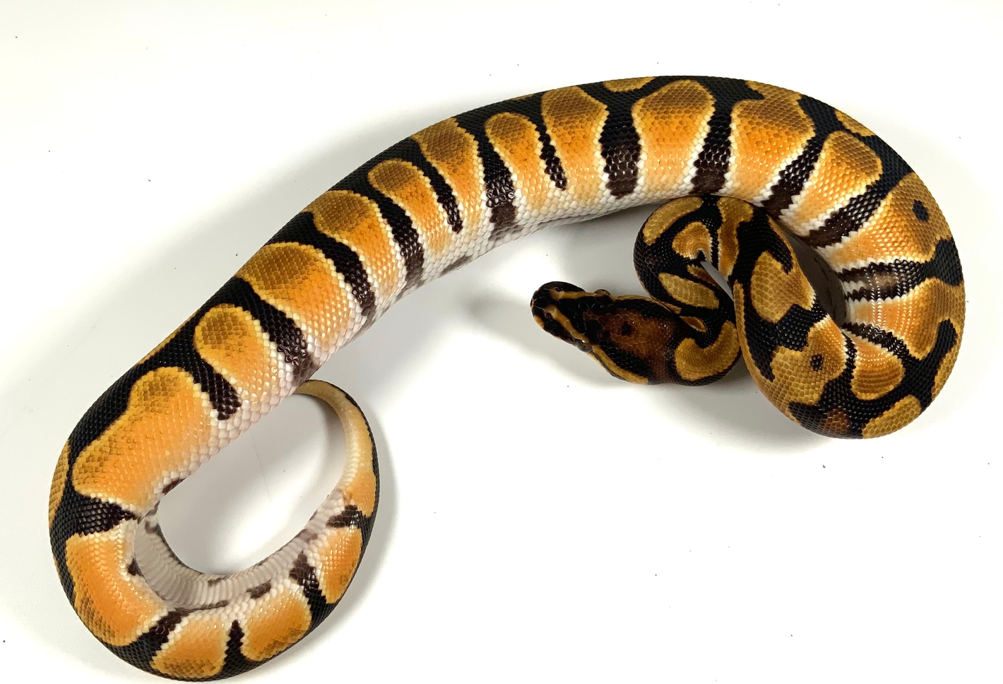 Obsidean Ball Python High Intensity OD - Ball Python Traits - Morphpedia