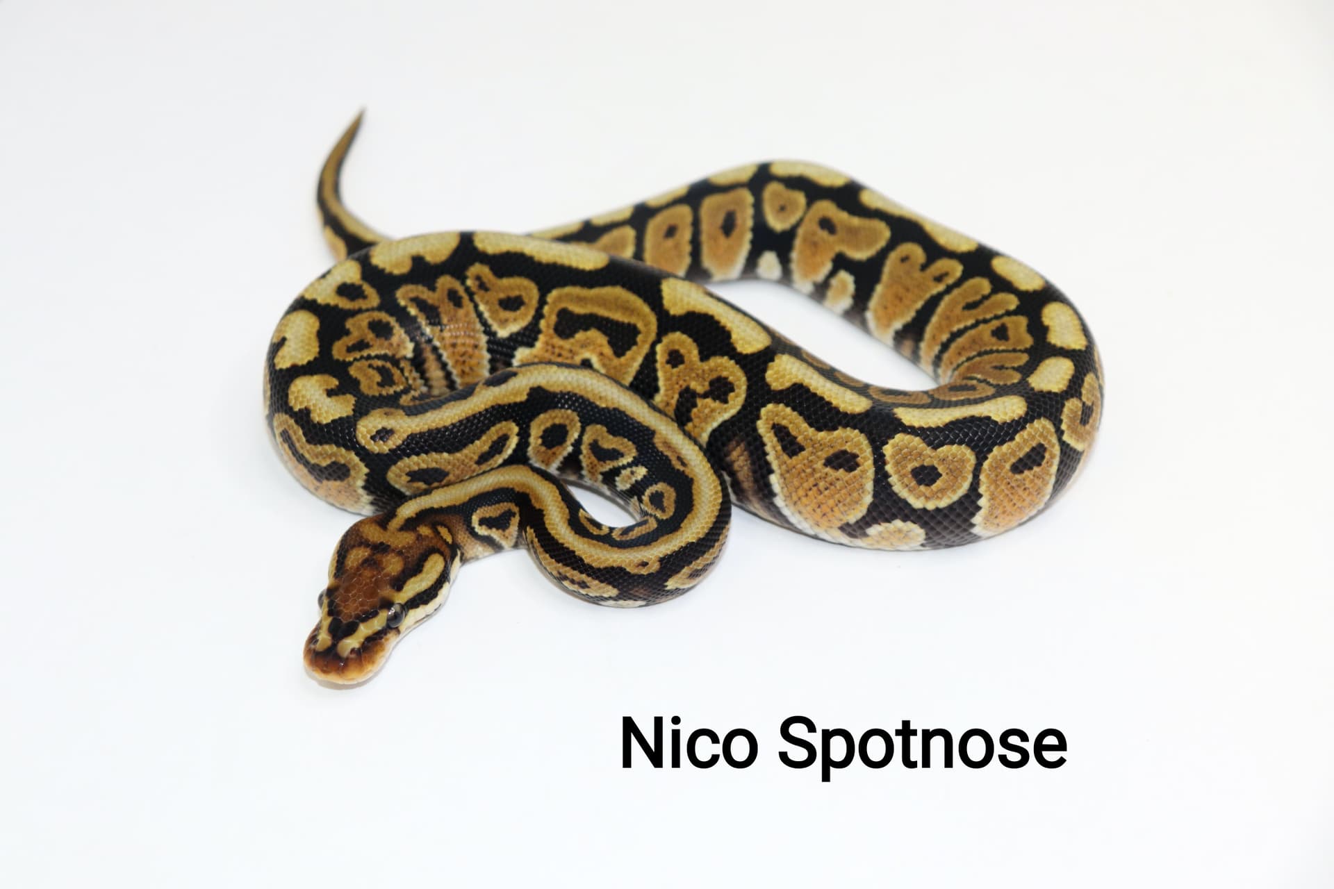 Spotnose Nico by DNJ Pythons