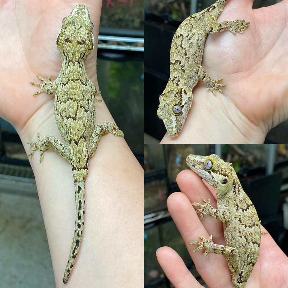 Reticulated Gargoyle Gecko by Amped Up Reptiles