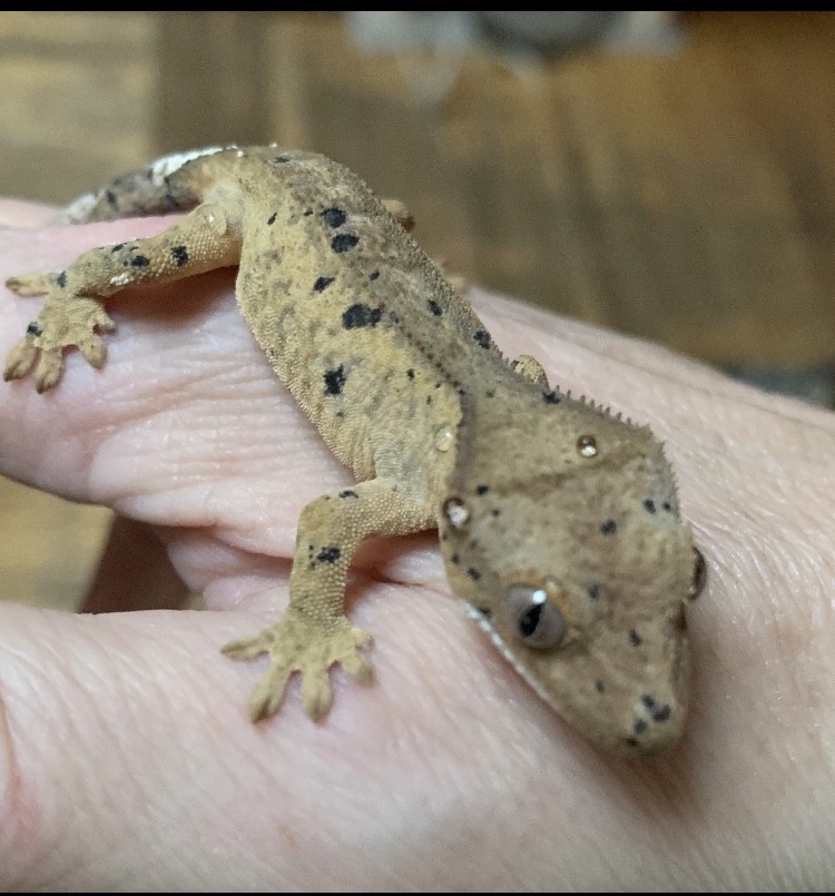 Ink Spot Crested Gecko by Christopher  and Courtney Hobbs Exotic Reptiles
