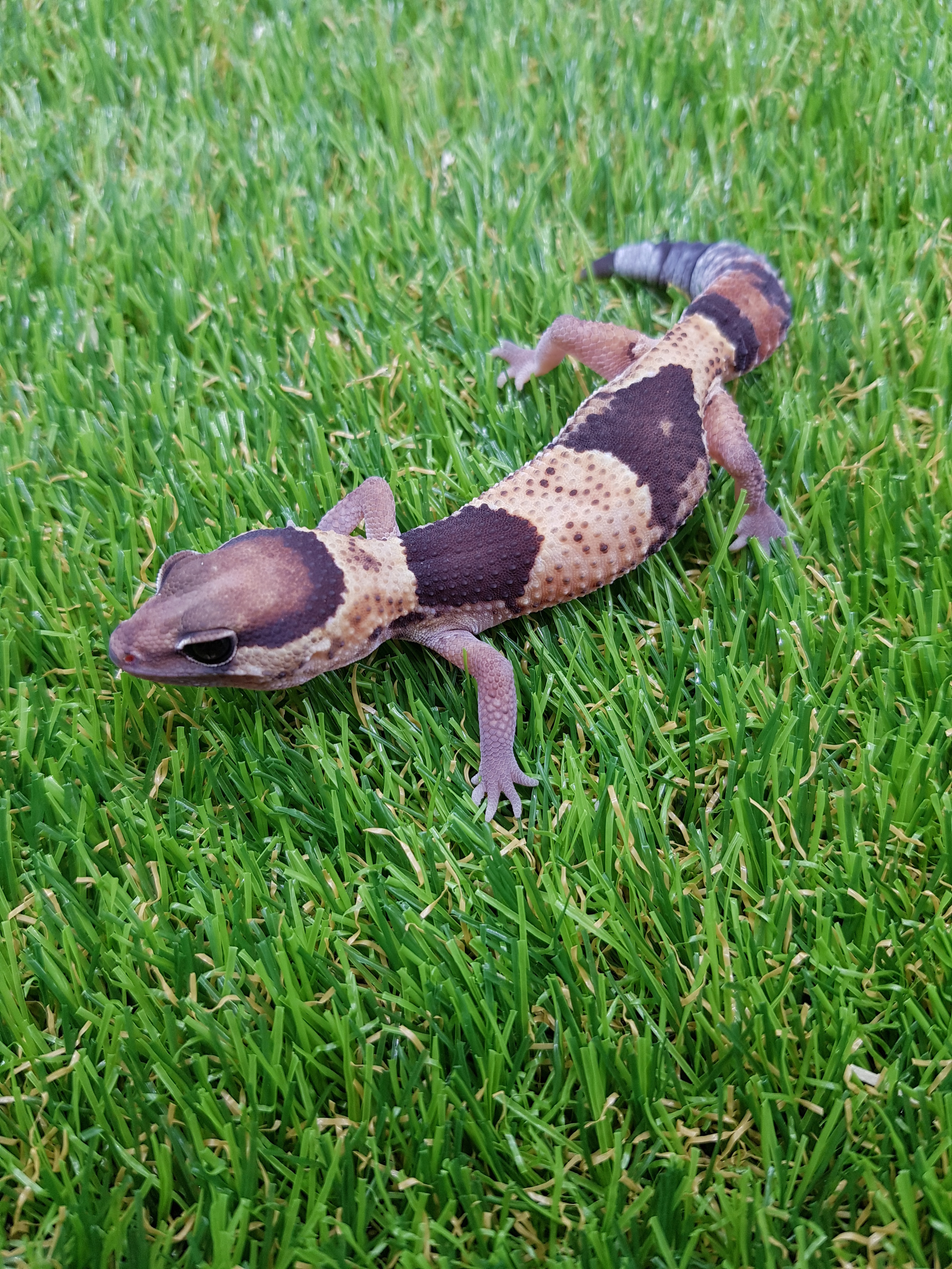 Normal African Fat-Tailed Gecko by Nathans_Reptiles