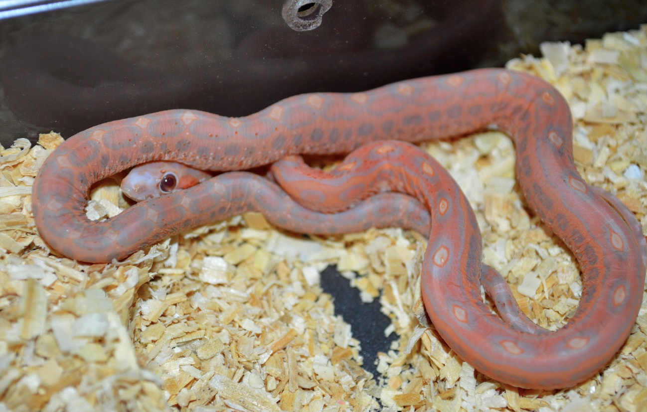 Lava Scaleless Corn Snake by Susie Q's Scaleless Corn Snakes