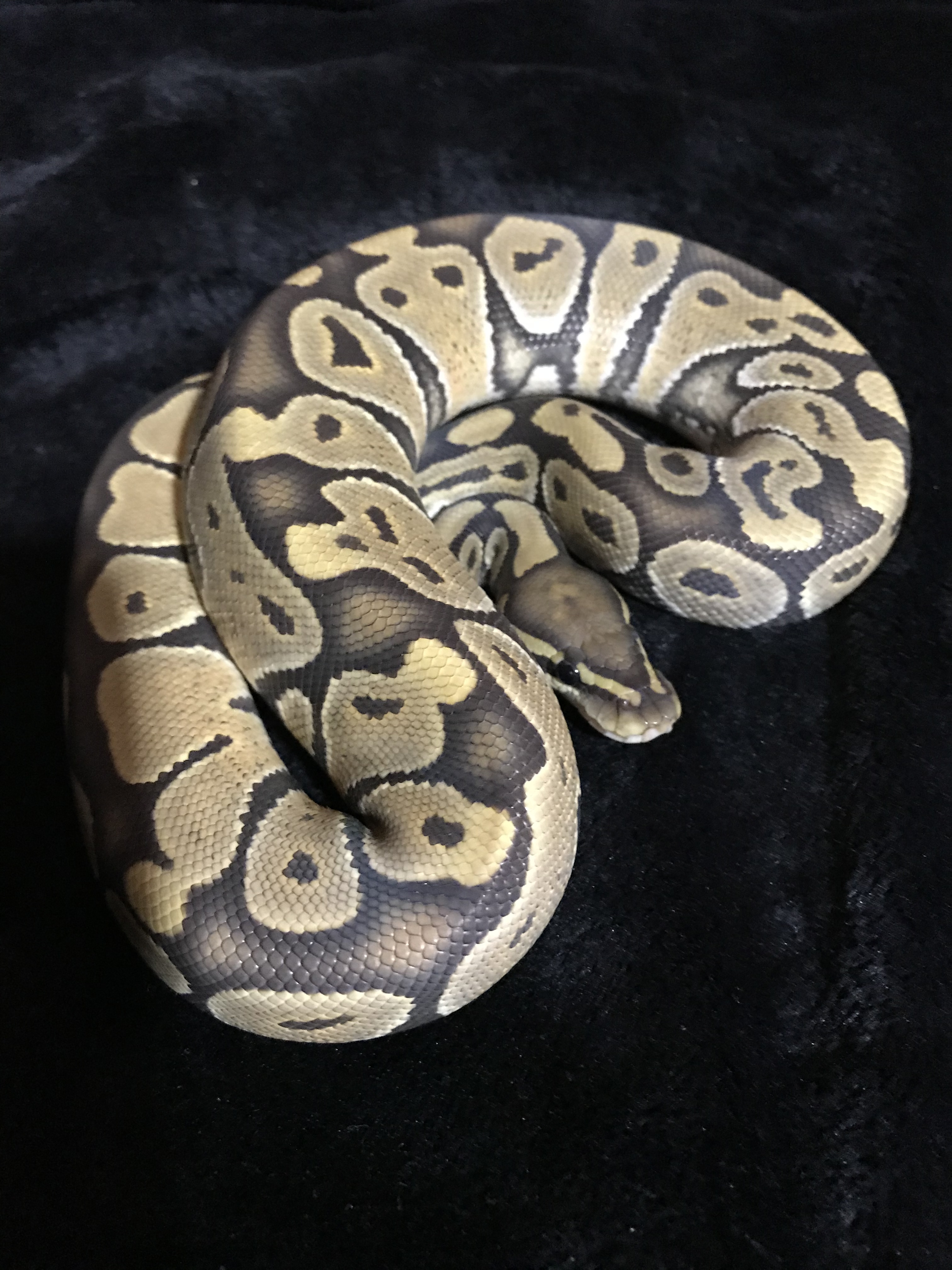 Orange Ghost Ball Python by From The Darkside