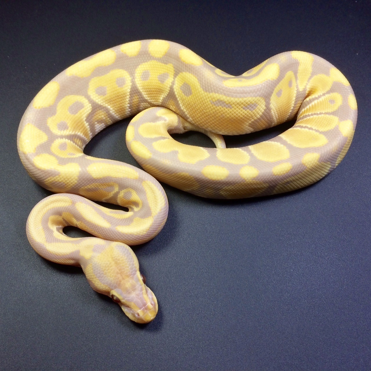 Candy Ball Python by Peter Kahl Reptiles