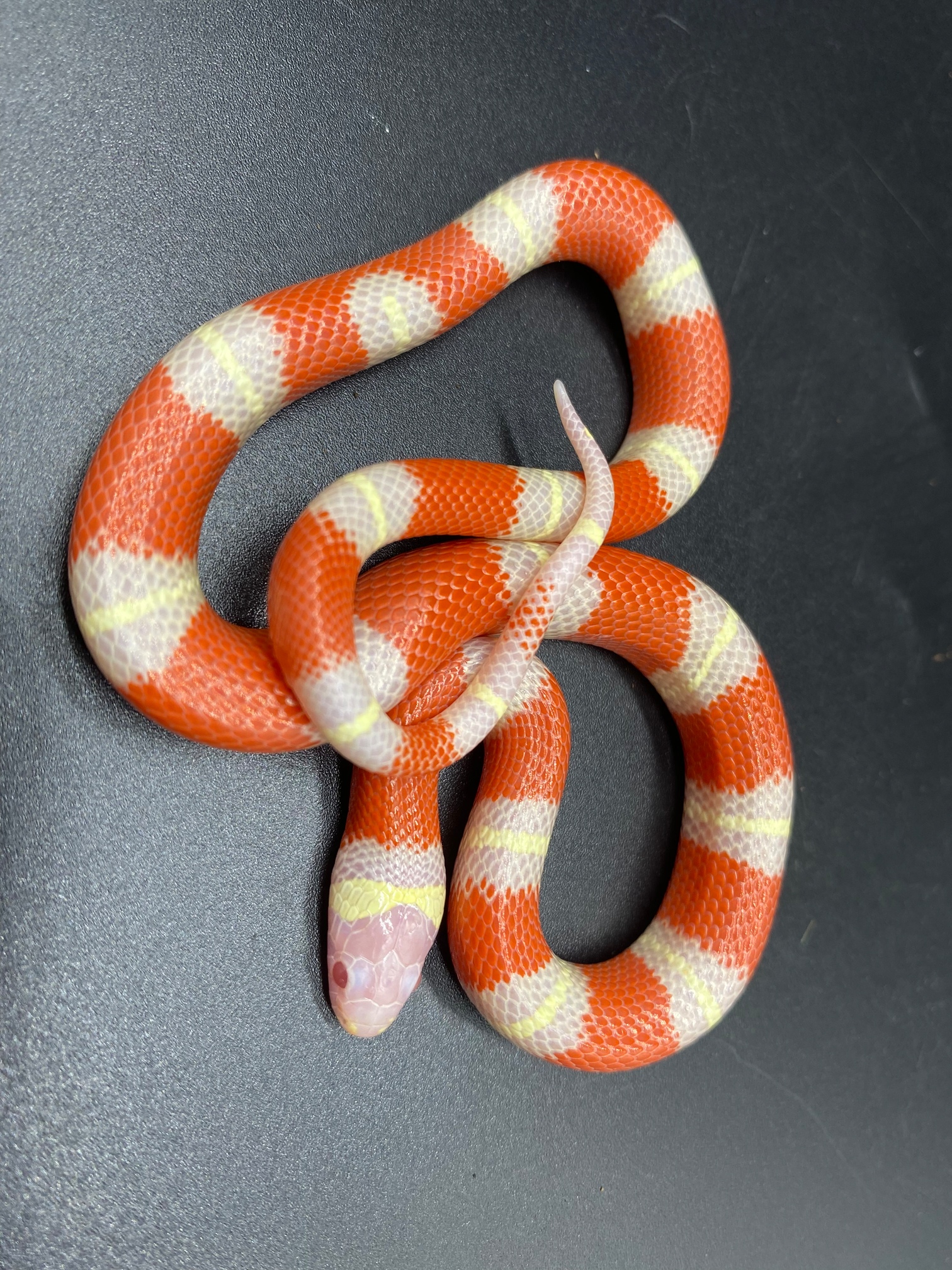 Albino Sinaloan Milk Snake by Major league exotic pets
