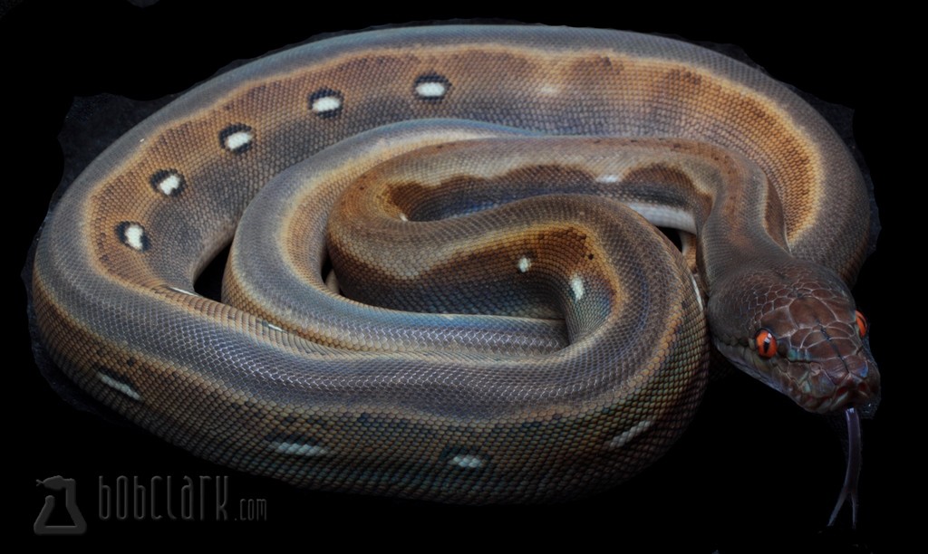 Titanium Reticulated Python by Bob Clark Reptiles