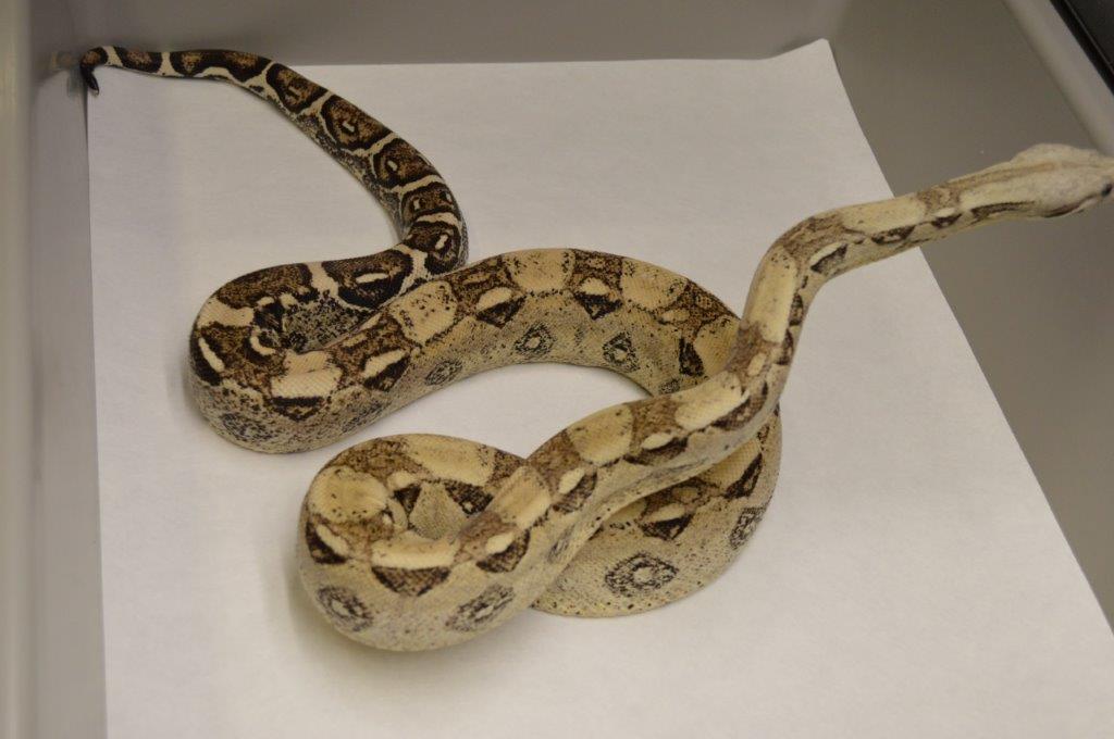 Anery Boa Constrictor by R And R Boas