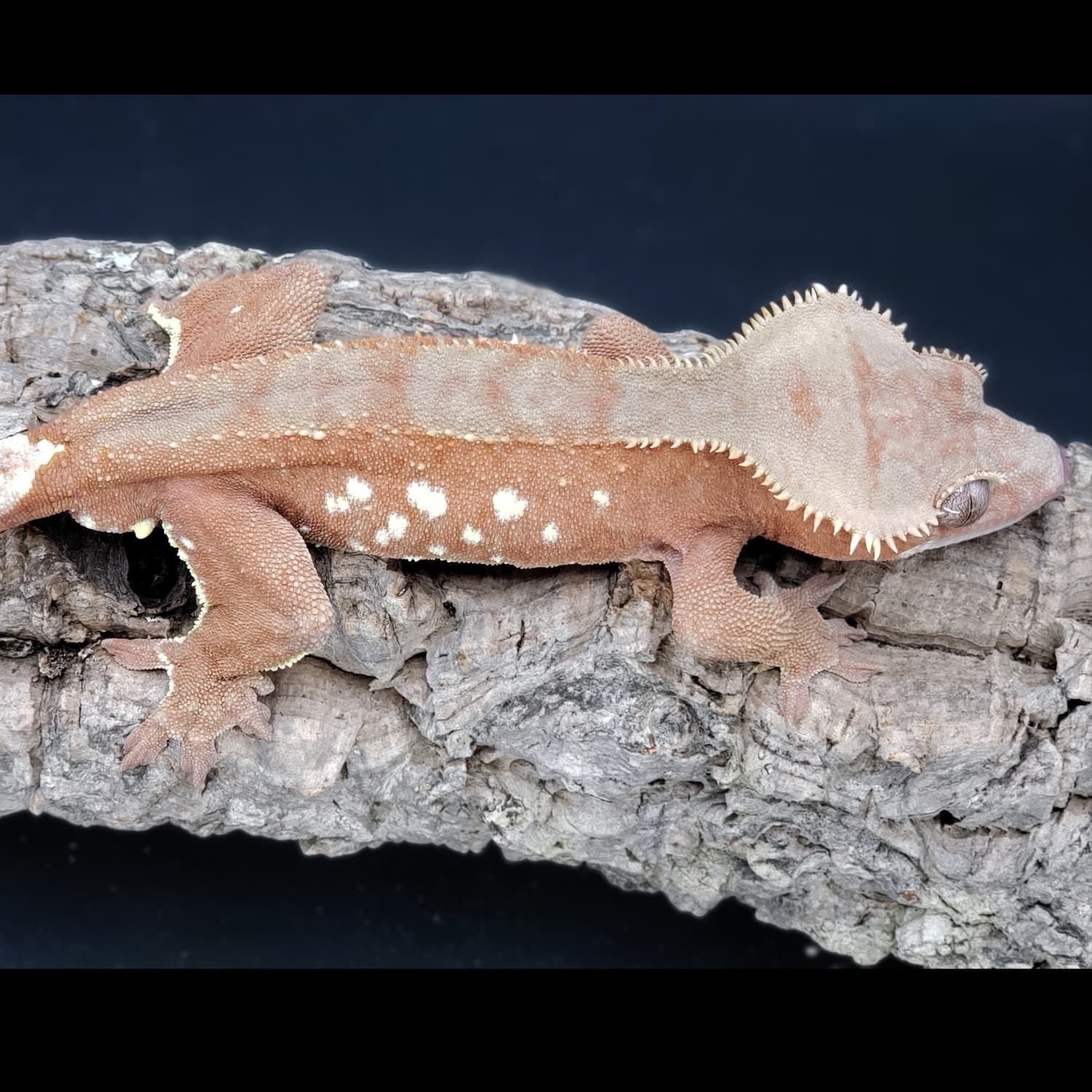 Red Bicolor Porthole Phantom Pinstripe Male Crested Gecko by Candie Cresteds & More