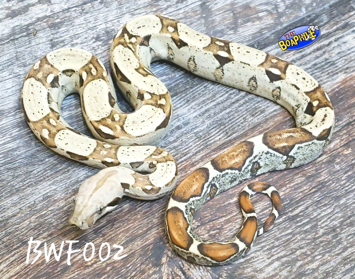 Bwc Bwf002 Boa Constrictor by Boaphile Jeff Ronne
