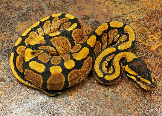 NR Mandarin Ball Python by CJs Pets