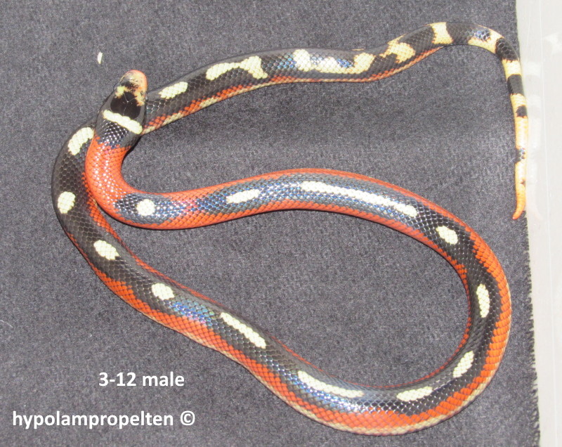 Striped Sinaloan Milk Snake by Holger H.