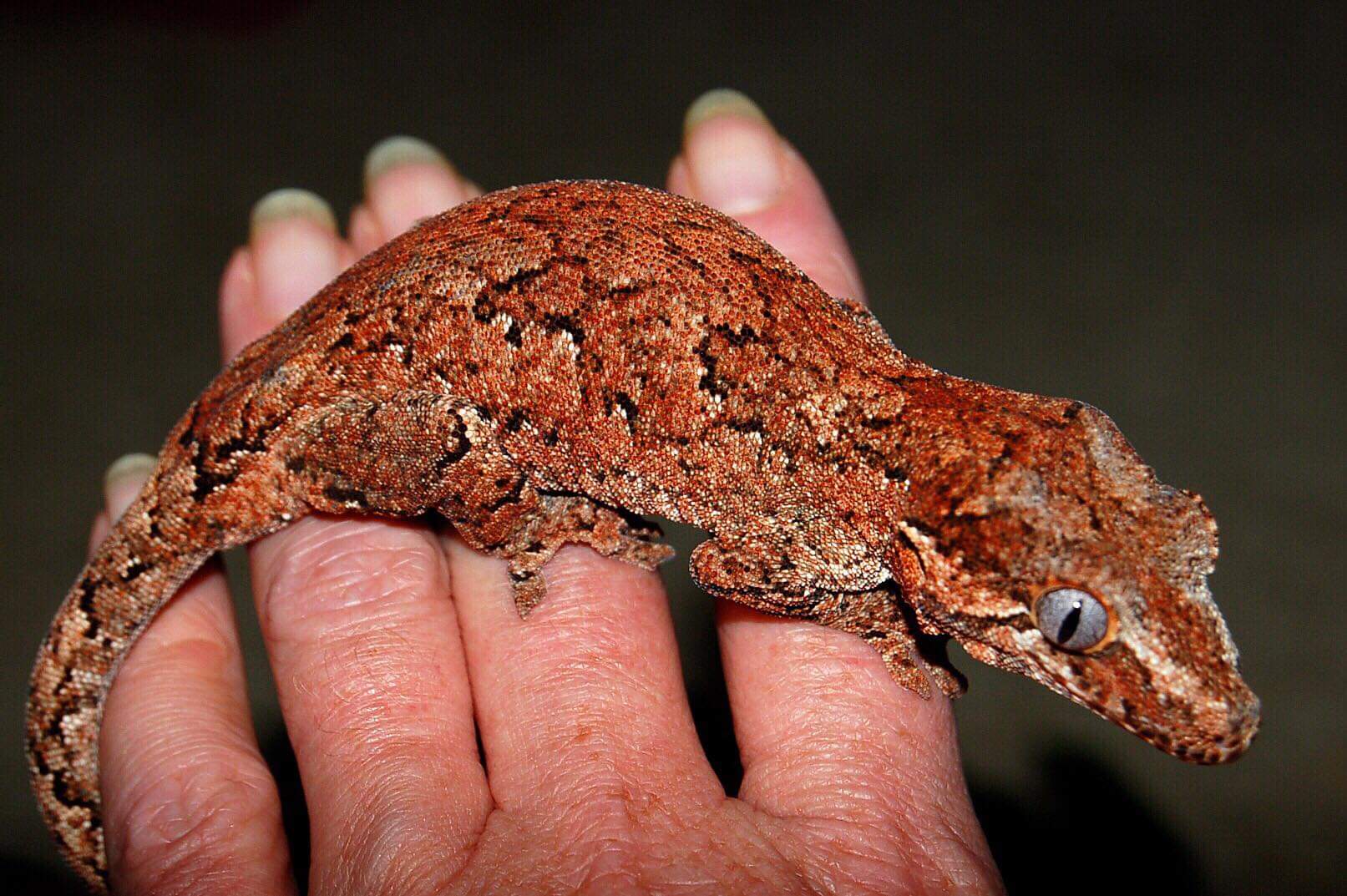Red Base Gargoyle Gecko by House of Lizard
