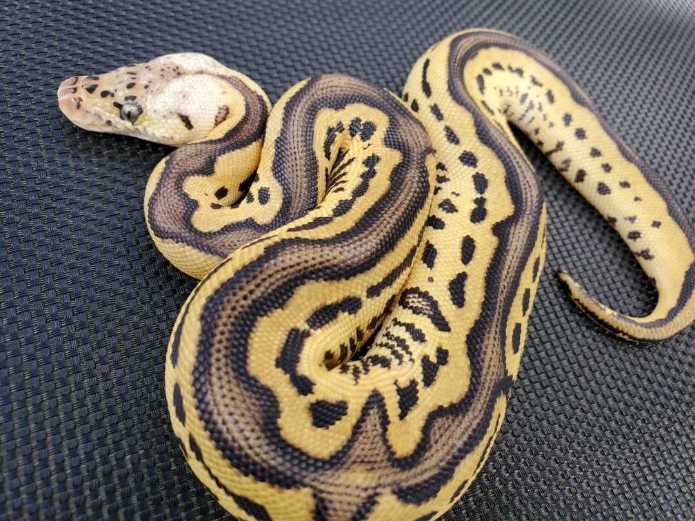 Pastel Leopard Sulfur Clown Ball Python by Mission Reptiles