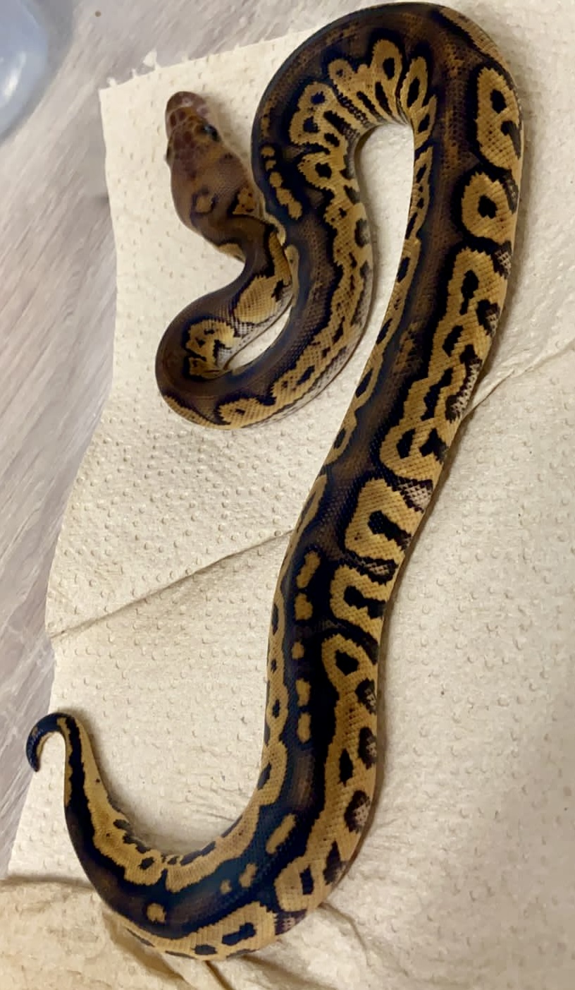 First hatchling 2023 - Ball Pythons - MorphMarket Reptile Community