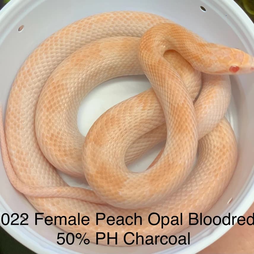 Peach Opal Bloodred 50% Het Charcoal by Ferrell Captives