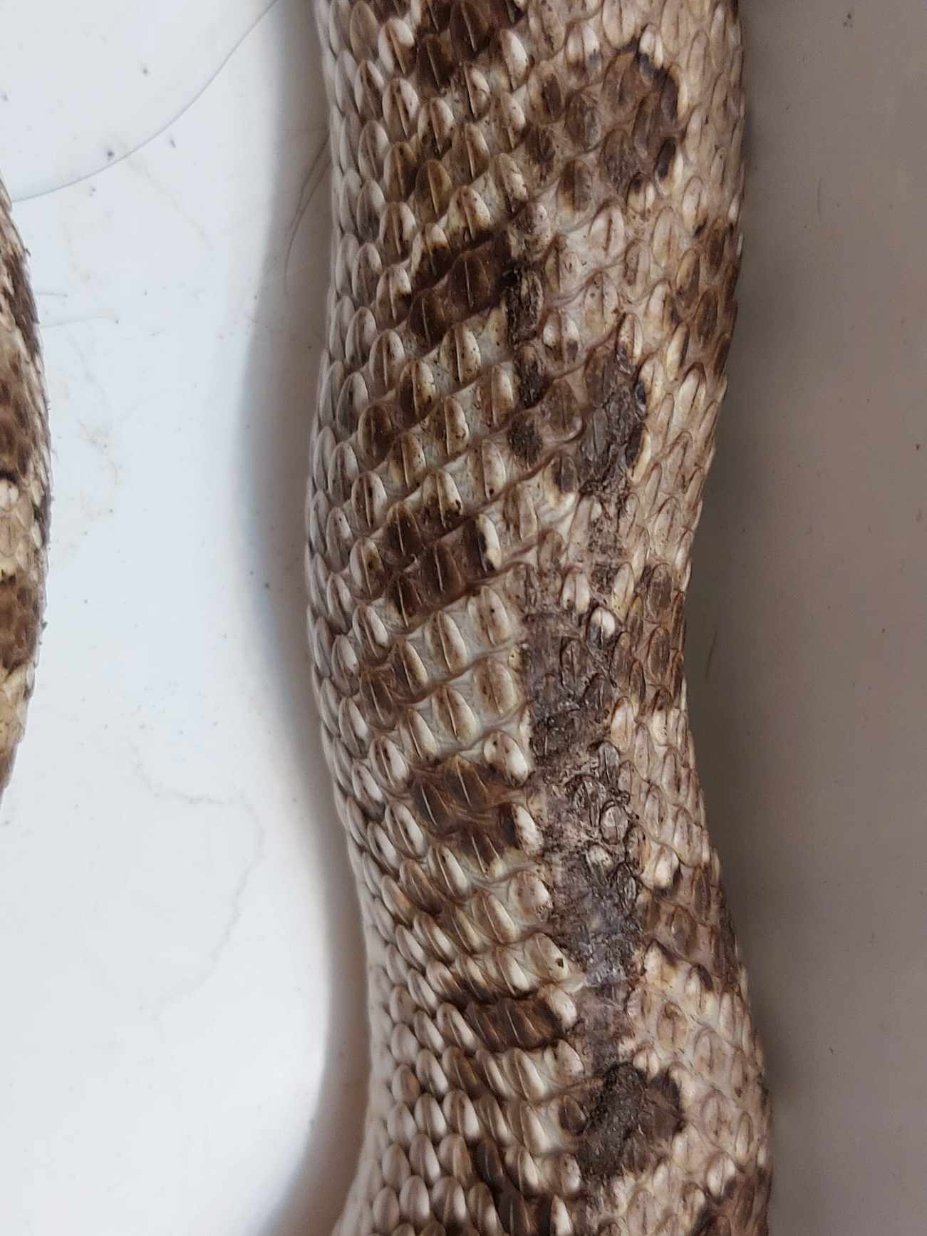 Scale rot, scar or? - Western Hognose - MorphMarket Reptile Community