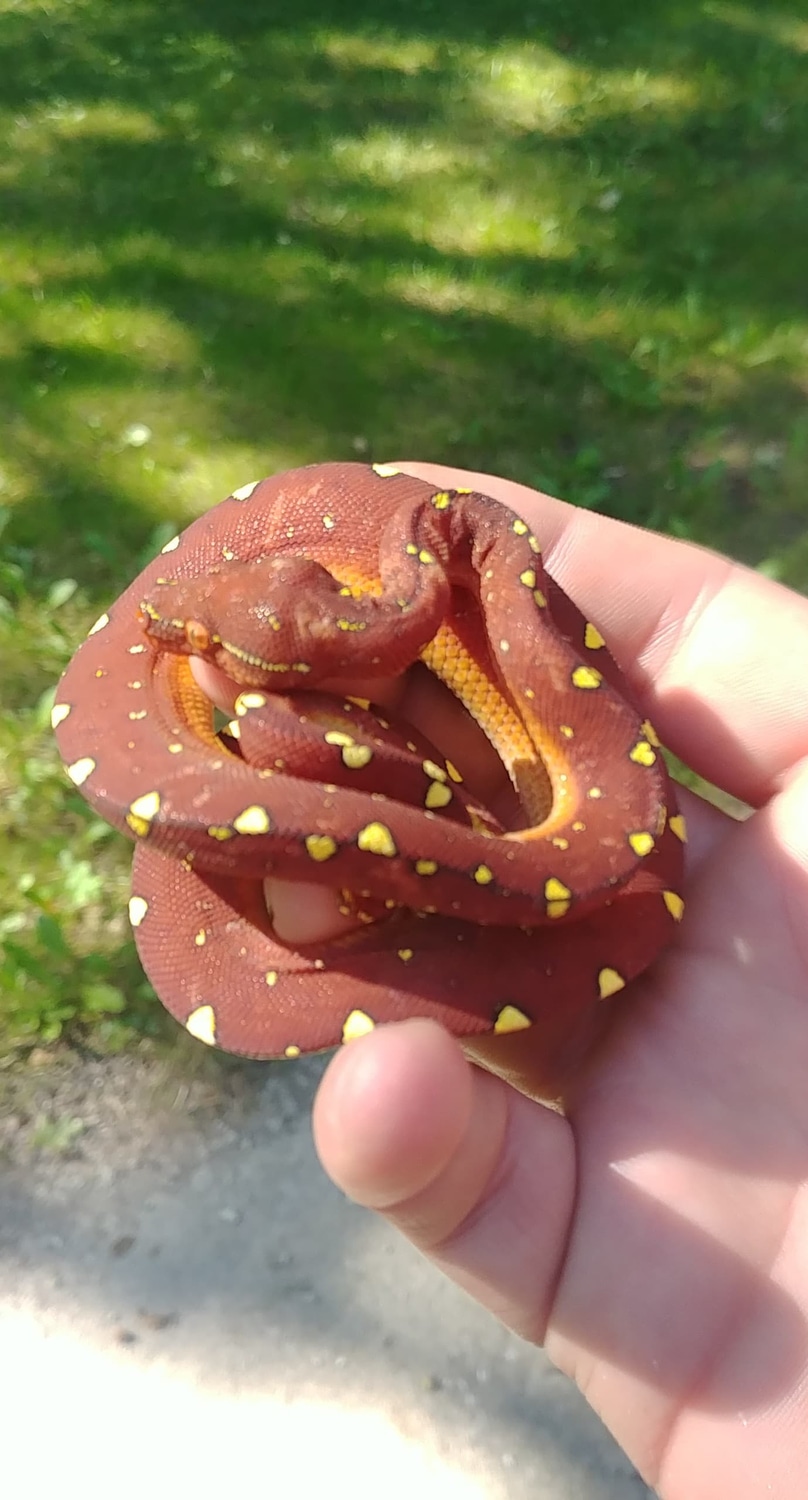 Wamena Red Phase Green Tree Python by Ohio Reptile & Rodent Company