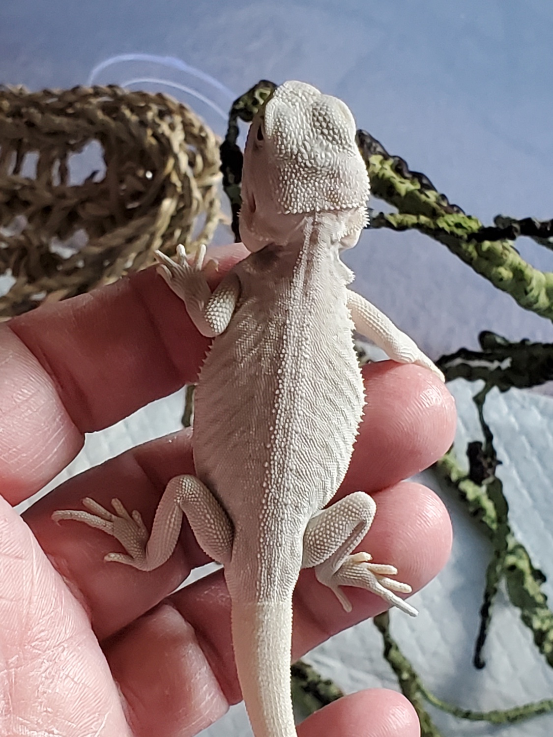 Hypo White Central Bearded Dragon by Dragon Magic