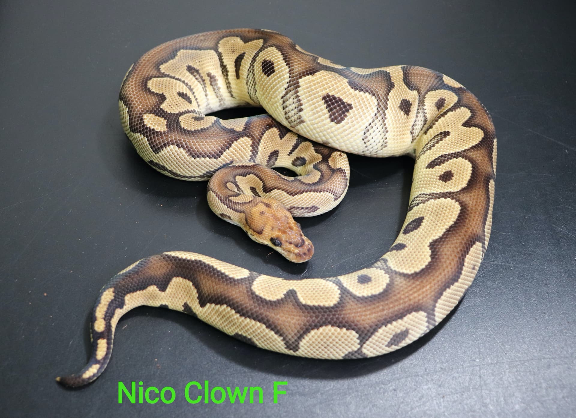 Nico Clown by DNJ Pythons