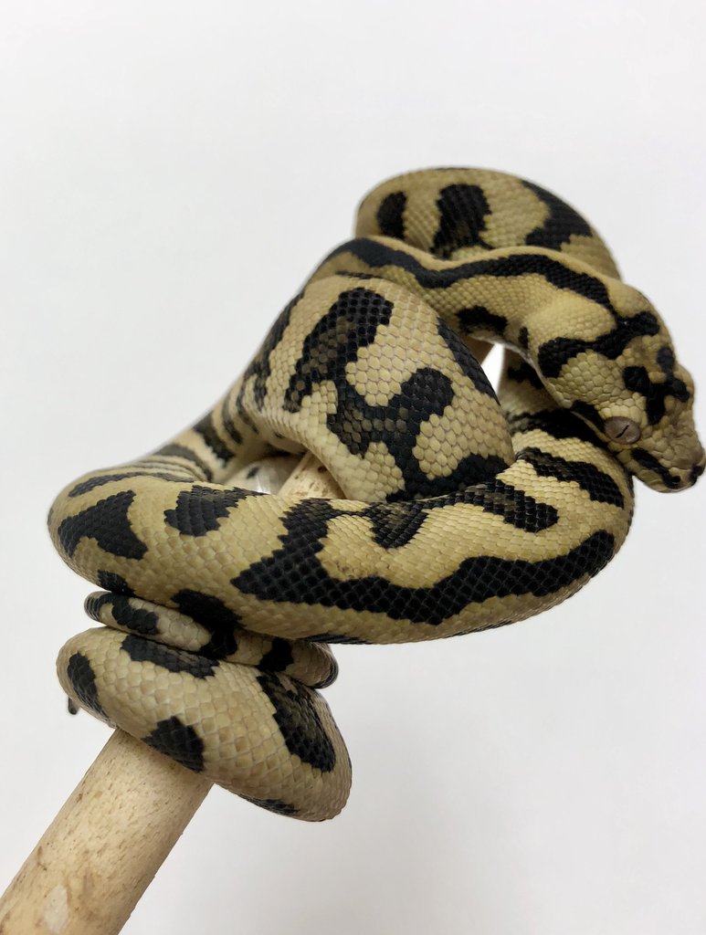 Normal Jungle Carpet Python by BHB Reptiles