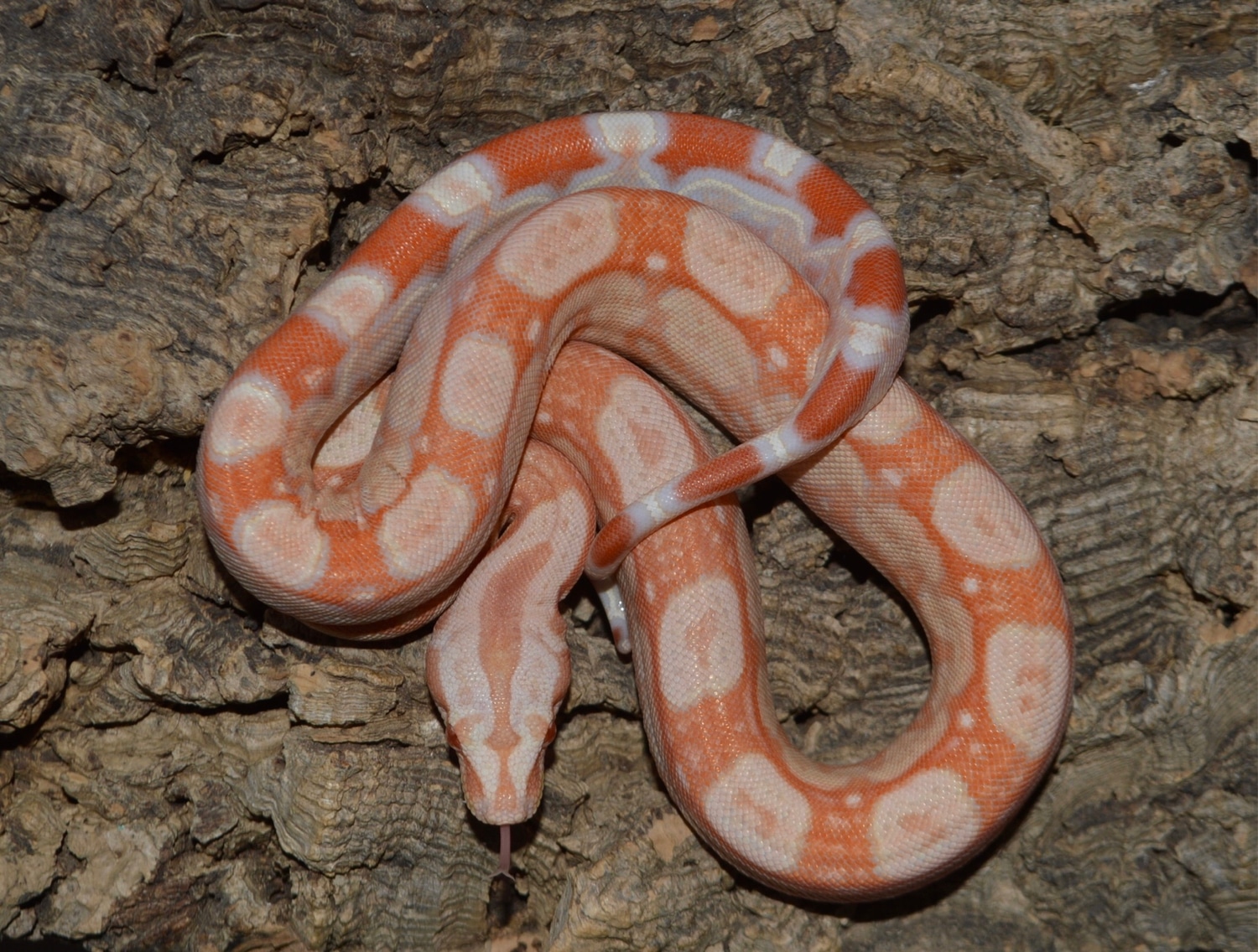 IMG RLT Albino(Kahl) Het BEA Boa Constrictor by Hardknock Herpetolculture