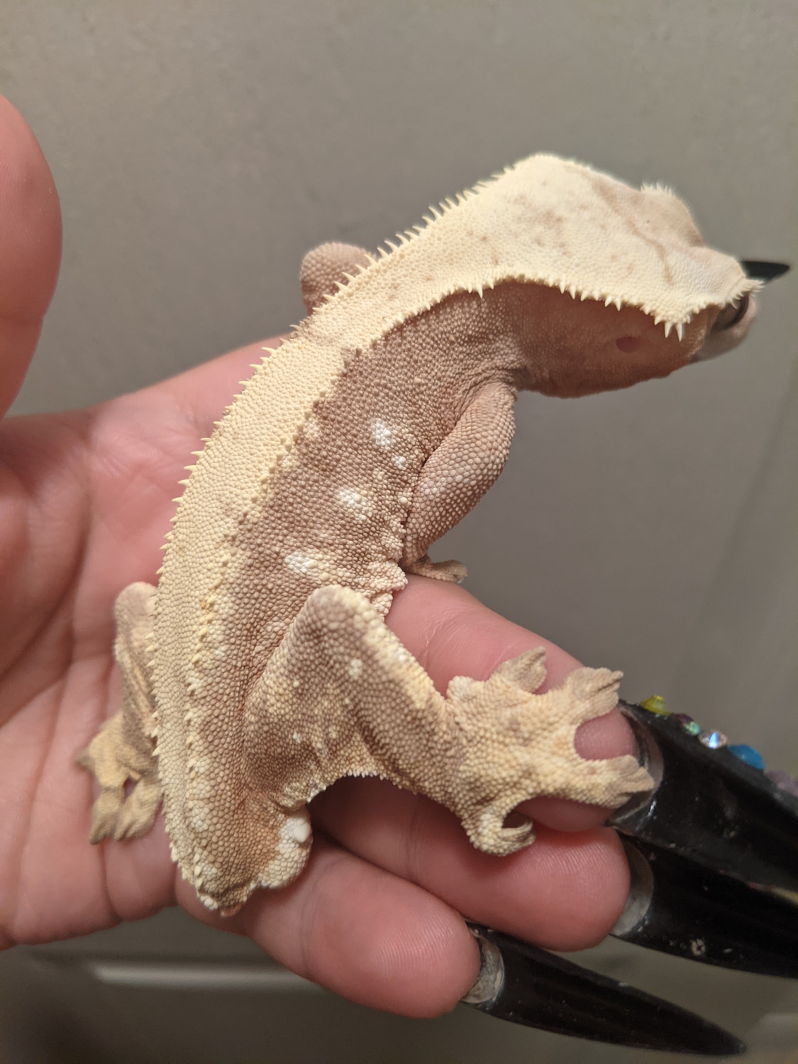 Soft Pink Male Crested Gecko by 𝕲𝖔T𝖍𝖎𝖈𝖈_𝕲𝖊𝖈𝖐os
