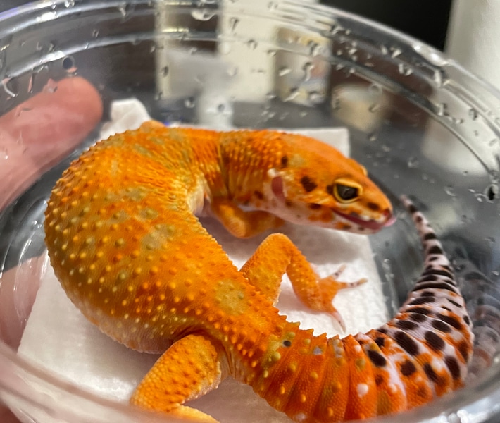 GT Clown Tangerine Possible Het Tremper And Eclipse by BettaGecko