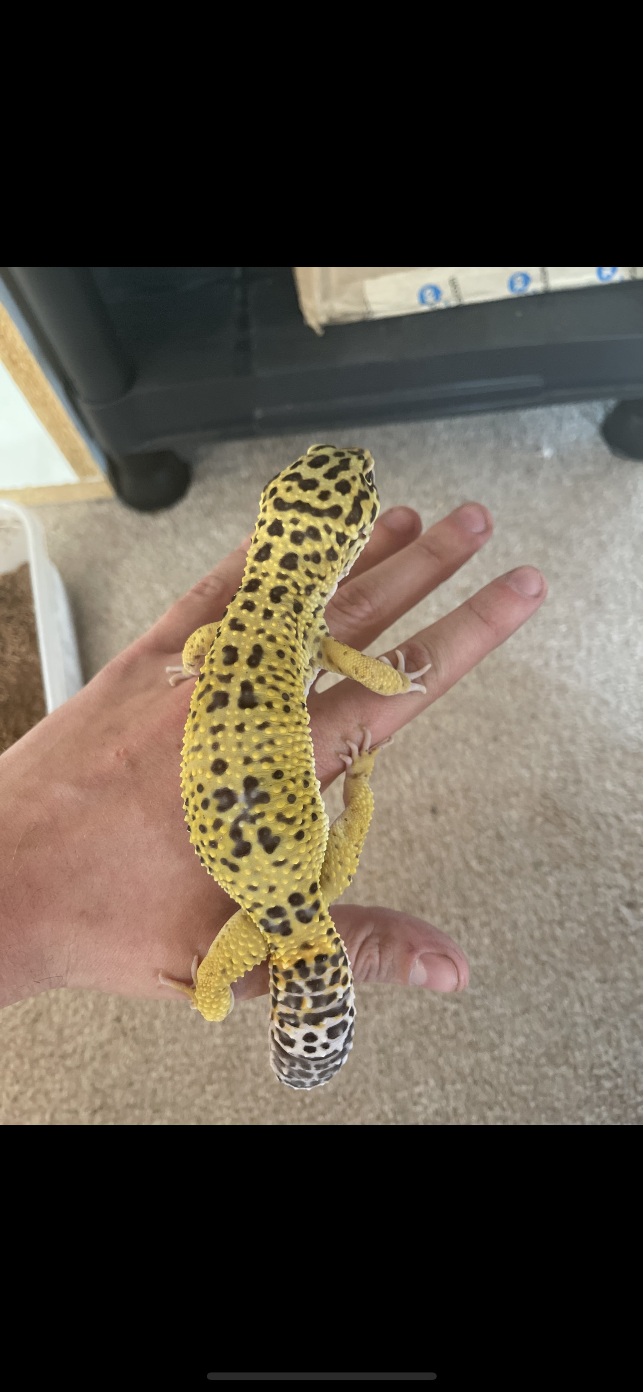 Giant Leopard Gecko by Carolina Royal Dragons