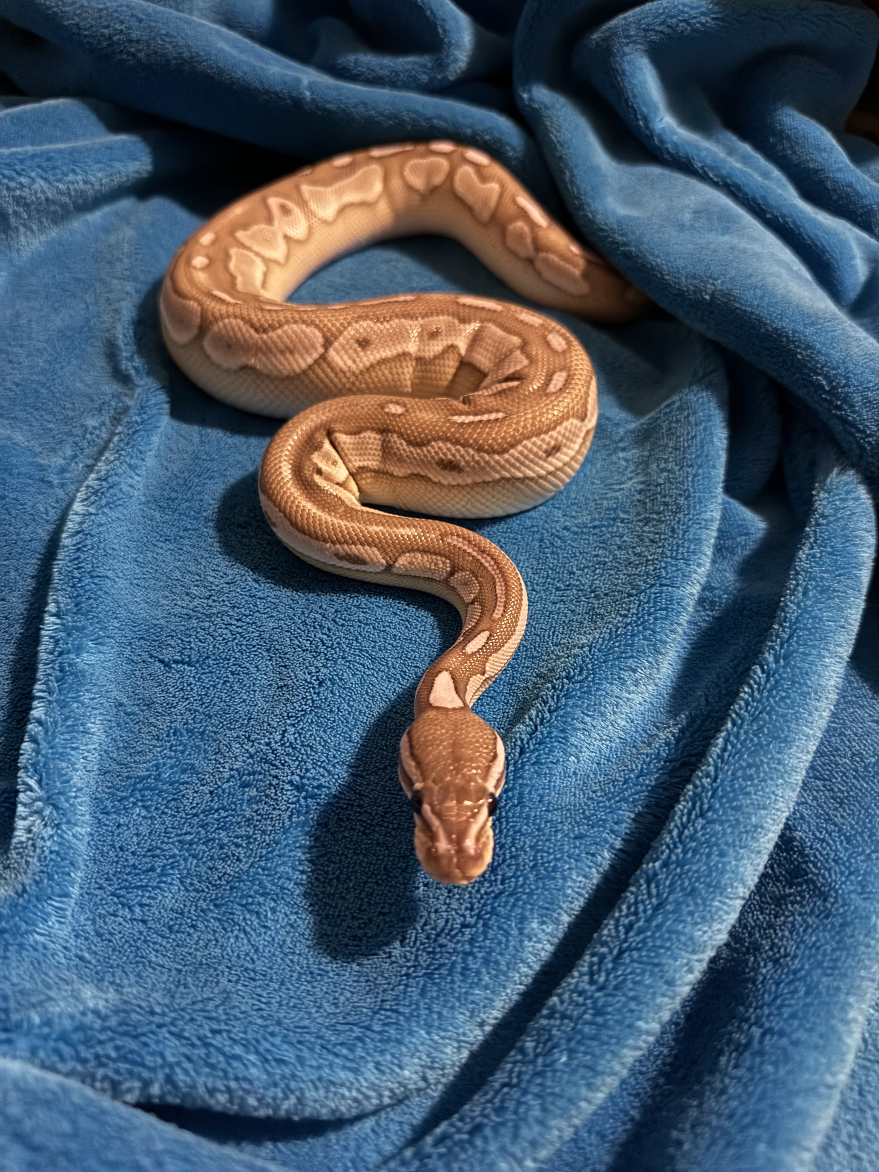 I’m wondering if my ball python is healthy? - Ball Pythons ...