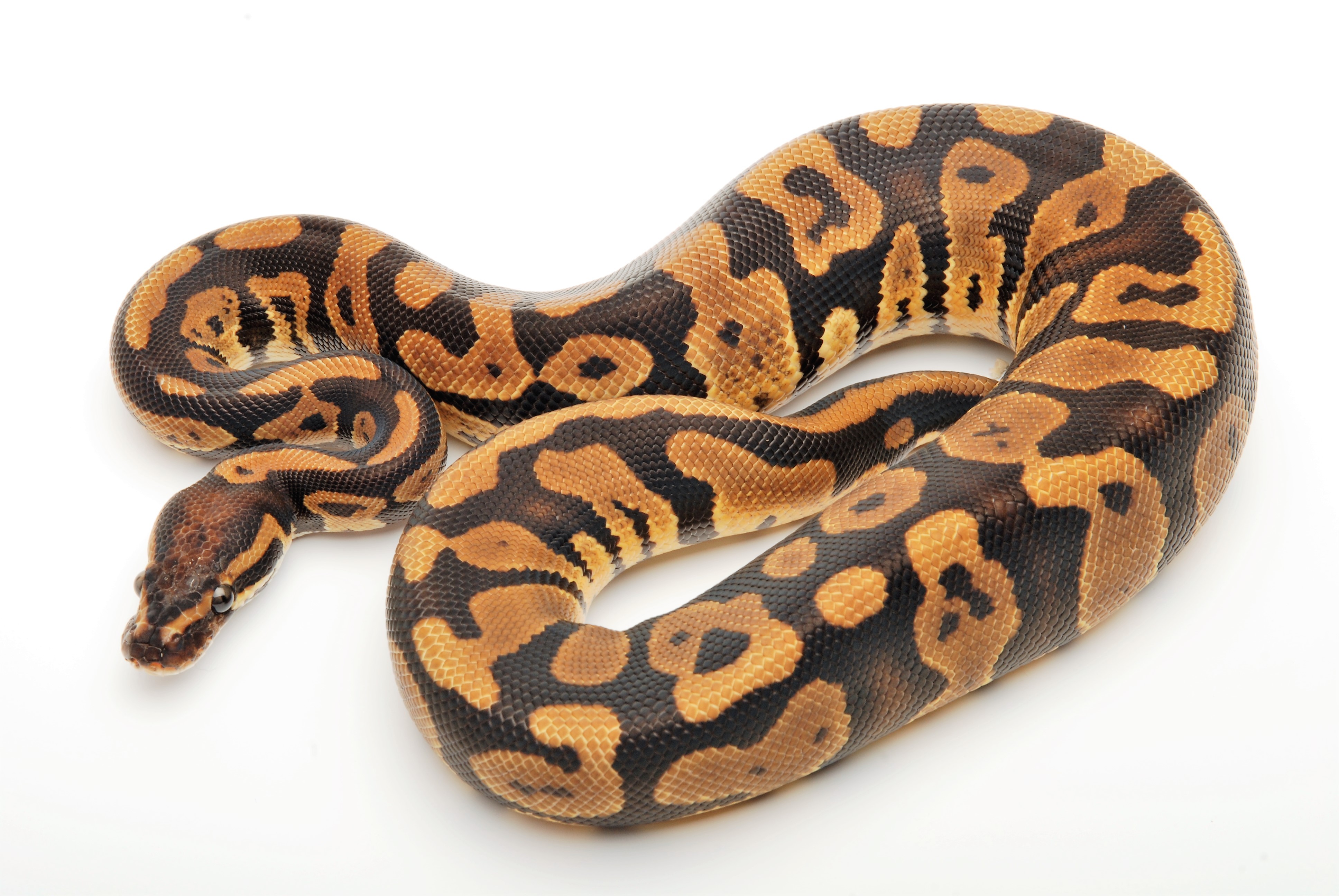 Confusion Ball Python by Austrian Reptiles
