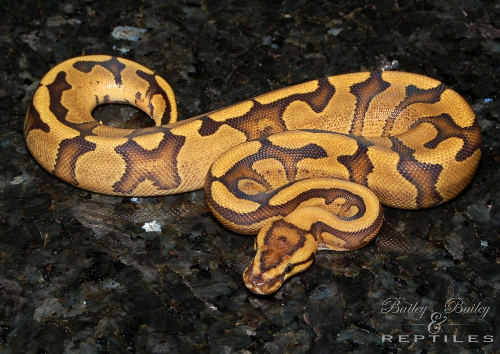 Sulfur Red Stripe Het Clown Probable Blade #2 Ball Python by Bailey & Bailey Reptiles